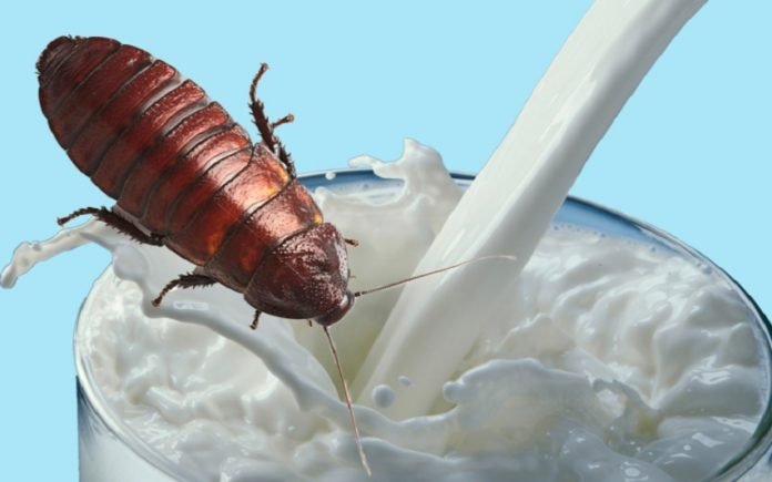 Laptele de gândac, un superaliment! Este mai bun decât cel de vacă/ Când l-am putea vedea în magazine
