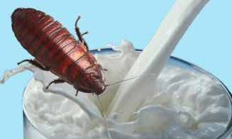 Laptele de gândac, un superaliment! Este mai bun decât cel de vacă/ Când l-am putea vedea în magazine