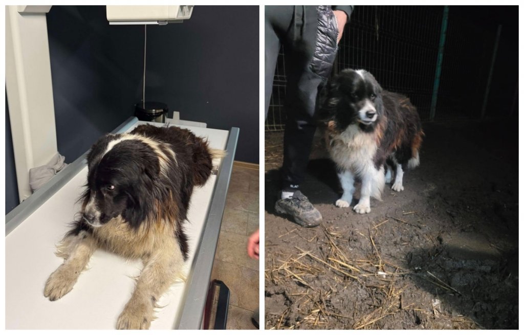 Cruzime fără limite! Un câine a fost aruncat de la etaj. Acesta a fost preluat și îngrijit de un voluntar din Cluj
