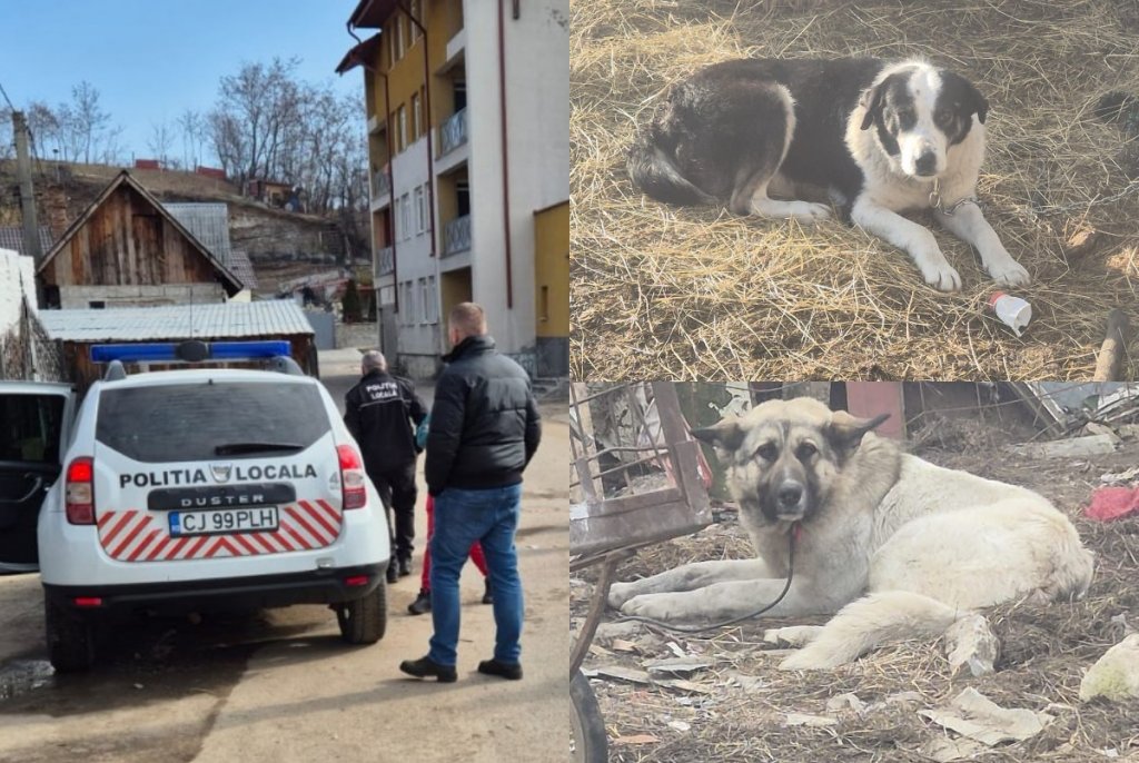Cei 11 câini care au atacat o femeie în Huedin NU erau vagabonzi. Proprietarii au fost sancționați
