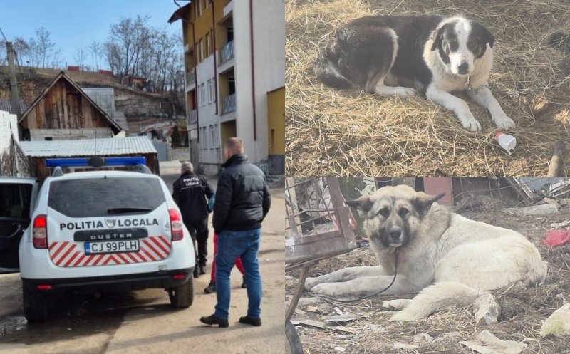 Cei 11 câini care au atacat o femeie în Huedin NU erau vagabonzi. Proprietarii au fost sancționați