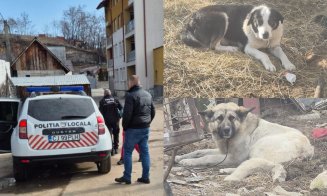 Cei 11 câini care au atacat o femeie în Huedin NU erau vagabonzi. Proprietarii au fost sancționați