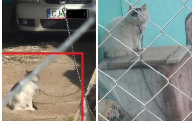 De teama amenzilor, locuitorii din Huedin și-au legat chiar și pisicile. Stradă transformată într-o adevărată "menajerie"