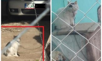 De teama amenzilor, locuitorii din Huedin și-au legat chiar și pisicile. Stradă transformată într-o adevărată "menajerie"