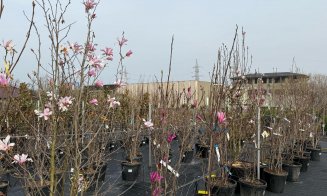 A venit primăvara la Garden Point by Eco Garden Construct, "hypermarket-ul" de plante de pe Calea Turzii