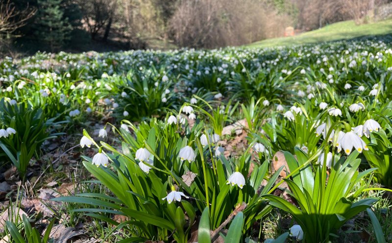 Florile primăverii, la Grădina Botanică din Cluj