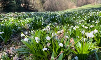 Florile primăverii, la Grădina Botanică din Cluj