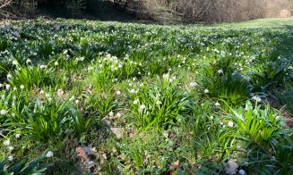 Florile primăverii, la Grădina Botanică din Cluj