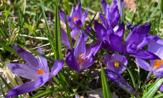 Florile primăverii, la Grădina Botanică din Cluj