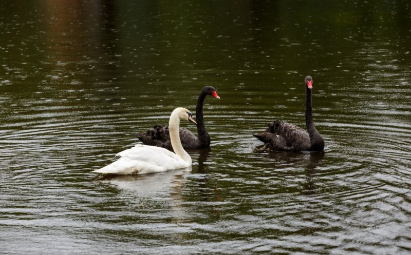 Lebedele s-au întors pe lacul din Parcul Central. Povestea lor este înduioșătoare