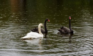 Lebedele s-au întors pe lacul din Parcul Central. Povestea lor este înduioșătoare