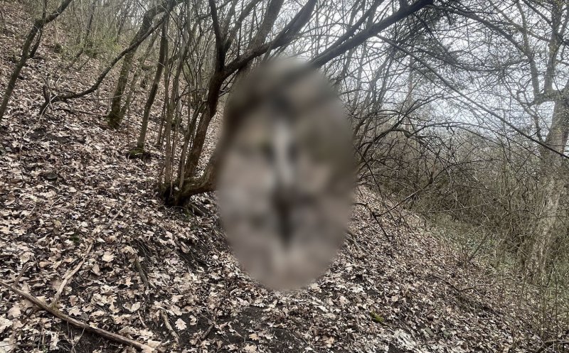 Anchetă în cazul căţeluşei spânzurate în Dej / Cadavrul a fost deshumat pentru a fi efectuată necropsia