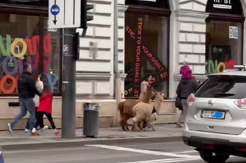 Clujul surprinde din nou: O plimbare cu lamele pe stradă a captat atenția tuturor. "Dacă eram acolo mergeam să le mângâi"