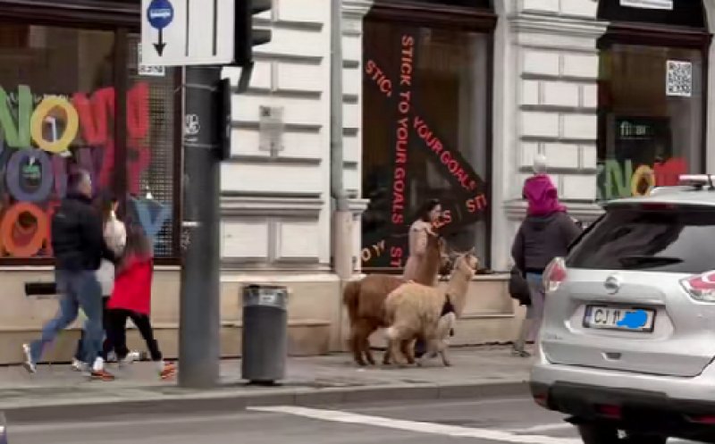 Clujul surprinde din nou: O plimbare cu lamele pe stradă a captat atenția tuturor. "Dacă eram acolo mergeam să le mângâi"