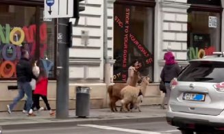 Clujul surprinde din nou: O plimbare cu lamele pe stradă a captat atenția tuturor. "Dacă eram acolo mergeam să le mângâi"