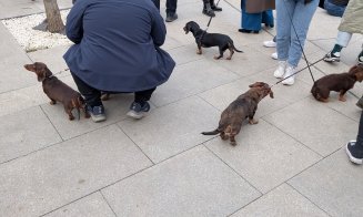 Spectacol adorabil în Cluj: Zeci de căței teckel și stăpânii lor au făcut o plimbare pe malurile Someșului
