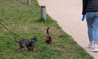 Spectacol adorabil în Cluj: Zeci de căței teckel și stăpânii lor au făcut o plimbare pe malurile Someșului