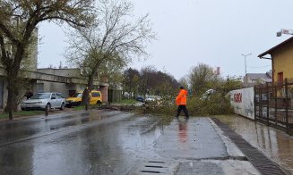 Copac prăbușit pe carosabil, pe o stradă din Cluj-Napoca