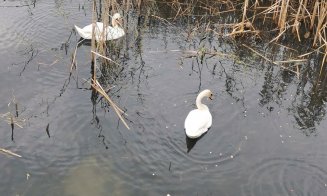 Clujenii, cu ochii pe cuplul de lebede de pe Someş: Firescul vieţii, un spectacol pe apă, în Grigorescu