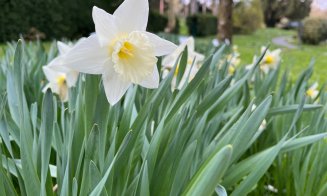 Duminica Floriilor, în Grădina Botanică din Cluj-Napoca. Vor fi 18 grade Celsius