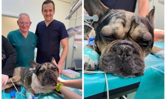 Premieră medicală la Cluj: Un câine a primit un stimulator cardiac și o nouă șansă la viață