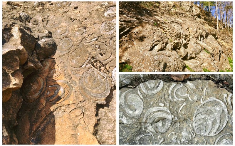 Dealul cu Melci, comoara fosiliferă de 70 de milioane de ani ascunsă în Apuseni