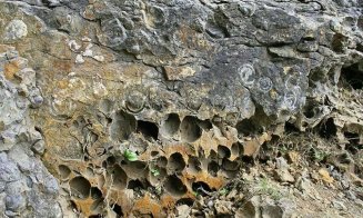 Dealul cu Melci, comoara fosiliferă de 70 de milioane de ani ascunsă în Apuseni