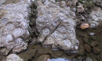 Dealul cu Melci, comoara fosiliferă de 70 de milioane de ani ascunsă în Apuseni