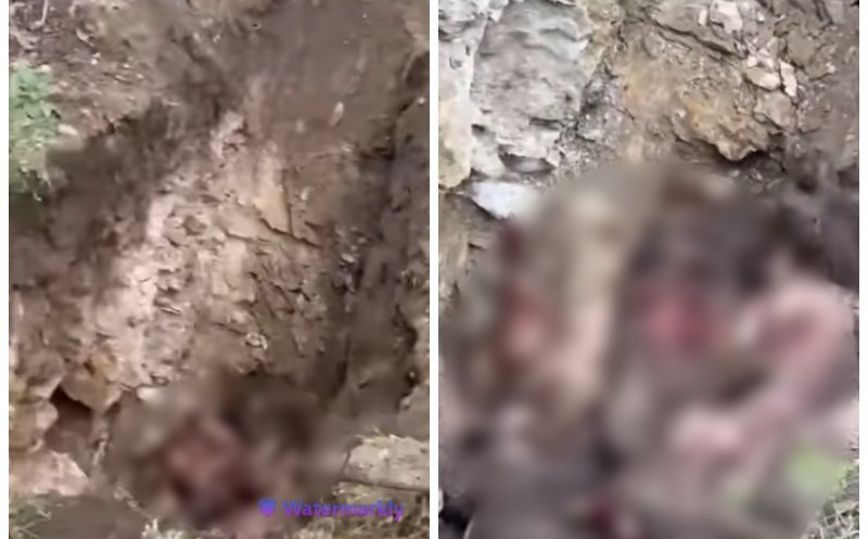 Imagini greu de privit în Cluj: Porci suspecți de pestă porcină, îngropați de vii