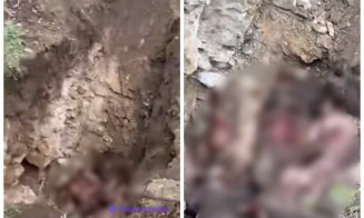 Imagini greu de privit în Cluj: Porci suspecți de pestă porcină, îngropați de vii