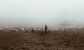 Tragedie la o stână de oi: Un copil de trei ani a murit după ce a băut o soluţie pentru deparazitarea oilor