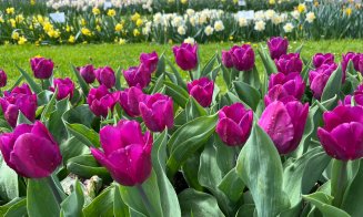 Grădina Botanică din Cluj-Napoca e în floare de Paște! Bucură-te de frumusețea lalelelor pestrițe imperiale și de a celor din colecția clasică