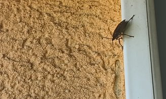 Nouă specie de insecte la ferestrele clujenilor, pe lângă gândacii puturoși