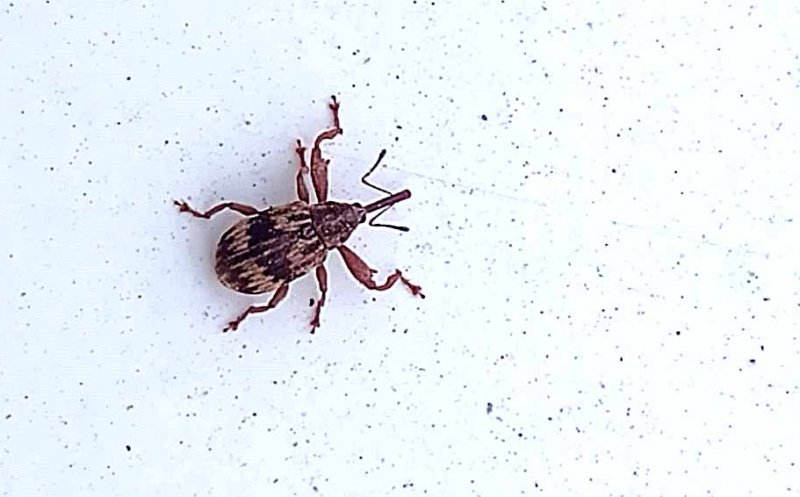 Nouă specie de insecte la ferestrele clujenilor, pe lângă gândacii puturoși