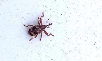 Nouă specie de insecte la ferestrele clujenilor, pe lângă gândacii puturoși
