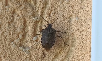 Nouă specie de insecte la ferestrele clujenilor, pe lângă gândacii puturoși