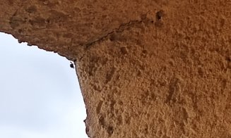 Nouă specie de insecte la ferestrele clujenilor, pe lângă gândacii puturoși