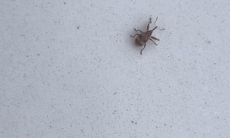 Nouă specie de insecte la ferestrele clujenilor, pe lângă gândacii puturoși
