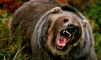 Surpriză, România a aflat că are 13.000 de urşi! Statisticile din ultimii ani spuneau că în toată Europa ar trăi 18.000