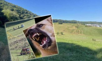 Alt atac al dulăilor din Florești / Povestea oamenilor mușcați de câini în Florești pe un teren privat sau lângă el, pare fără sfârșit
