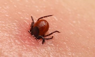 Descoperire importantă în medicină: Boala Lyme, provocată de căpușe, ar putea fi vindecată cu un nou antibiotic
