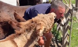 Planuri pentru 1 Mai? Şura cu Măgăriţe, locul de poveste unde trebuie să ajungi cu cei mici :)