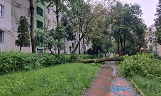 Copaci "cablaţi", căzuţi la datorie în Mănăştur