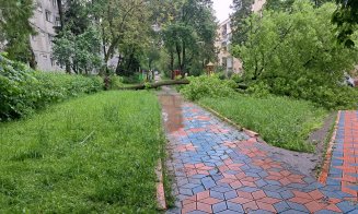 Copaci "cablaţi", căzuţi la datorie în Mănăştur