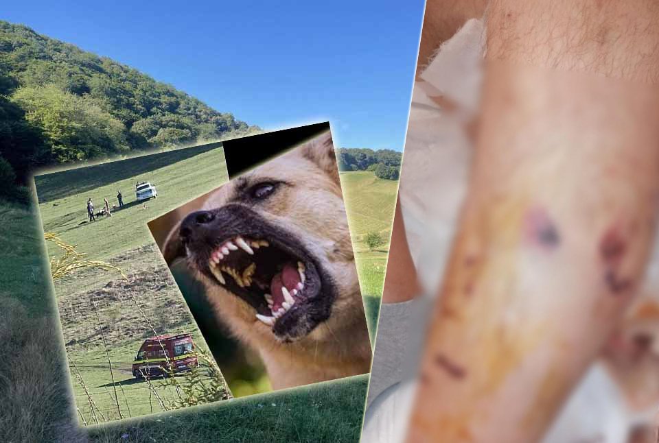 Floreştenii, despre atacurile dulăilor agresivi de pe Cetăţii: "Parcă văd că proprietarul nu va păți nimic..." / "Dacă era o mamă cu un copilaş, nu făcea față..."