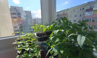 Grădina urbană cu răsaduri din... balconul de la etajul 8. Ce spune cuplul de pensionari din Mănăştur despre pasiunea lor