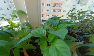 Grădina urbană cu răsaduri din... balconul de la etajul 8. Ce spune cuplul de pensionari din Mănăştur despre pasiunea lor