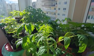Grădina urbană cu răsaduri din... balconul de la etajul 8. Ce spune cuplul de pensionari din Mănăştur despre pasiunea lor