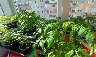 Grădina urbană cu răsaduri din... balconul de la etajul 8. Ce spune cuplul de pensionari din Mănăştur despre pasiunea lor