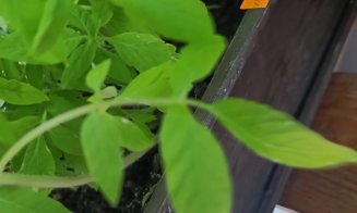 Grădina urbană cu răsaduri din... balconul de la etajul 8. Ce spune cuplul de pensionari din Mănăştur despre pasiunea lor